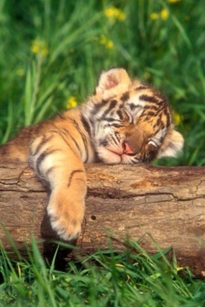 Tiger cub