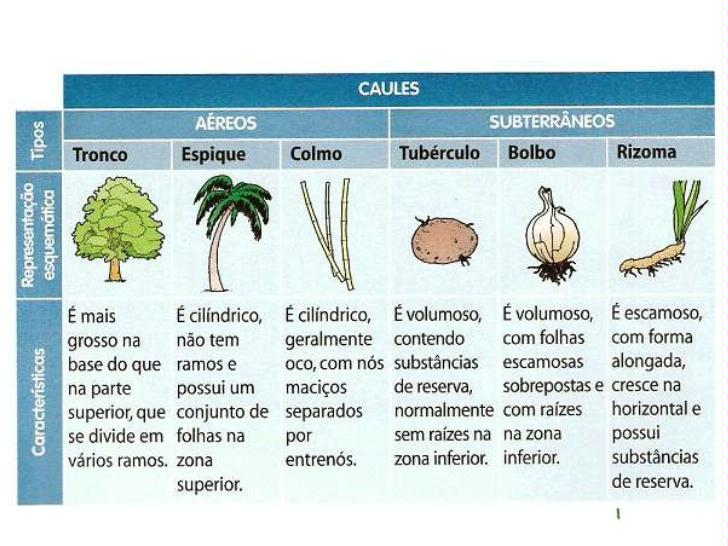 Tipos de caule