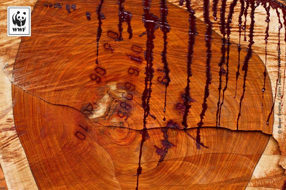 Trace de sang sur un tronc d'arbre Province de l'Est, Cameroun