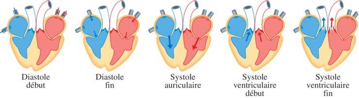 Site sur le fonctionnement du coeur (3/8)