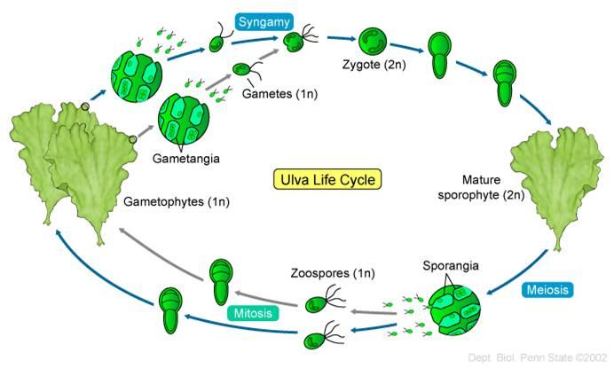 Ulva