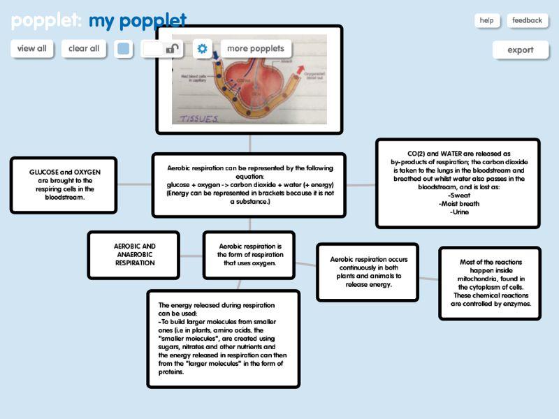 Unfinished Aerobic and Anaerobic Respiration Popplet