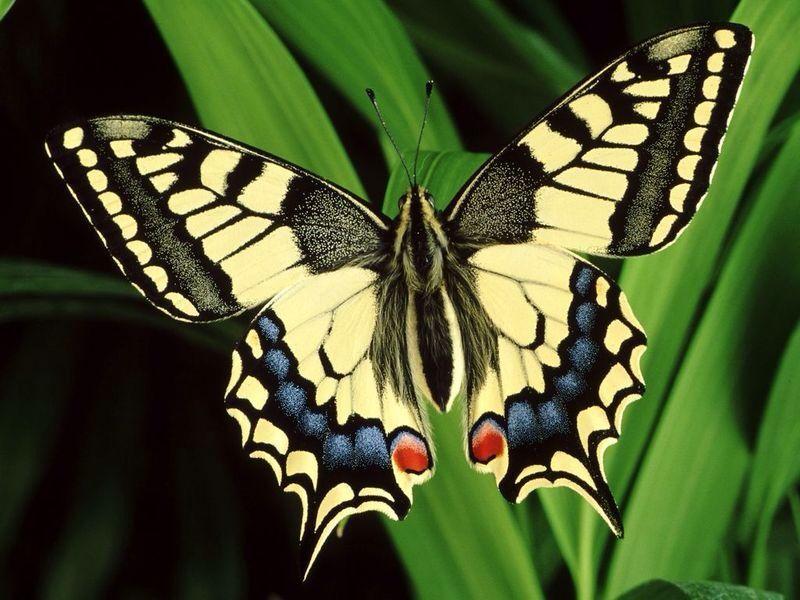 Up close Butterflies