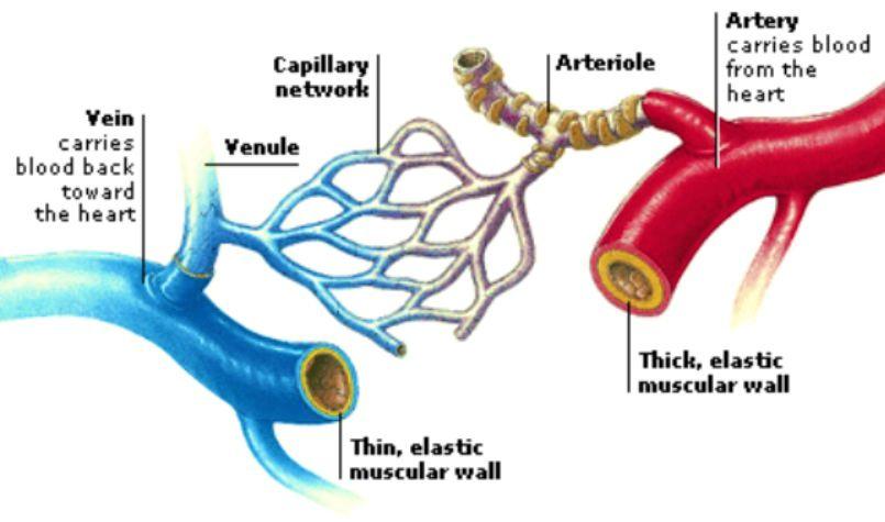 Veins, Arteries and Capillaries