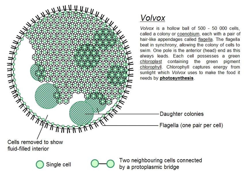 Volvox