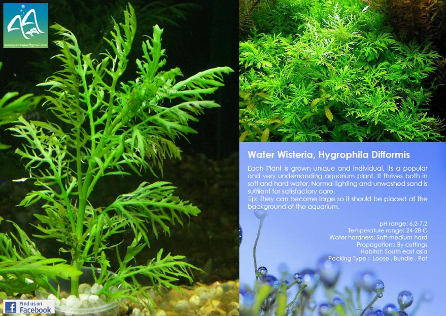 Water Wisteria, Hydrophila Difformis - Aquatic Plant