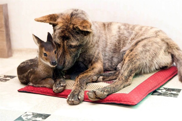 Deer And Dog