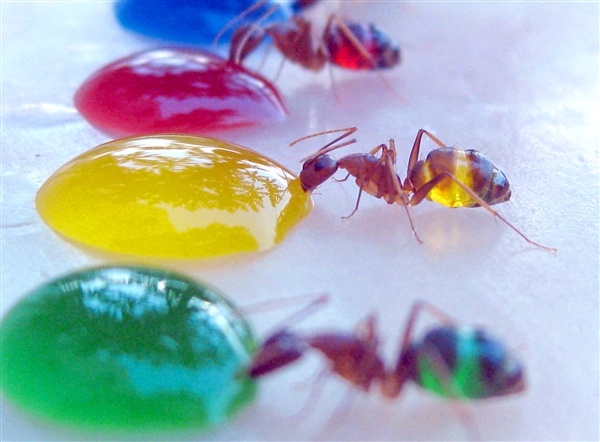 AT-110805-colorful-ants-03.photoblog600.jpg (JPEG Image, 600x442 pixels)