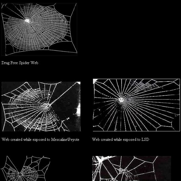 Toiles d'araignées droguées