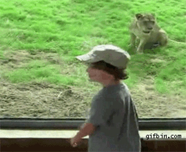 1299871944_kid-vs-lion-at-the-zoo.gif (270×221)
