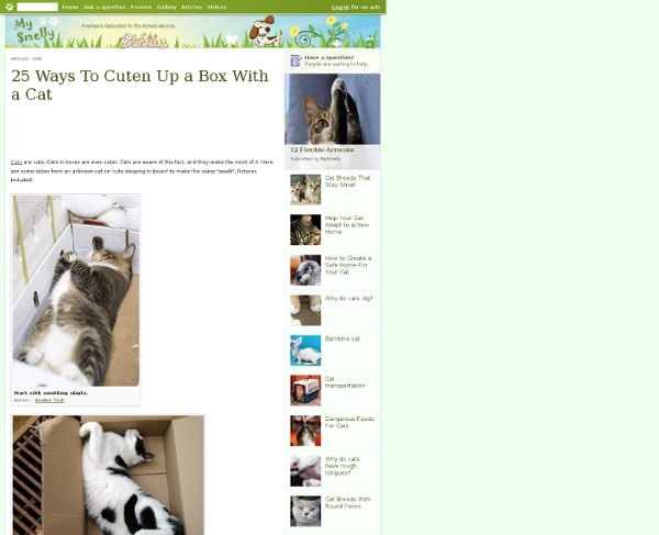 25 Ways To Cuten Up a Box With a Cat