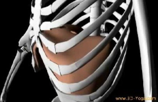3D view of diaphragm