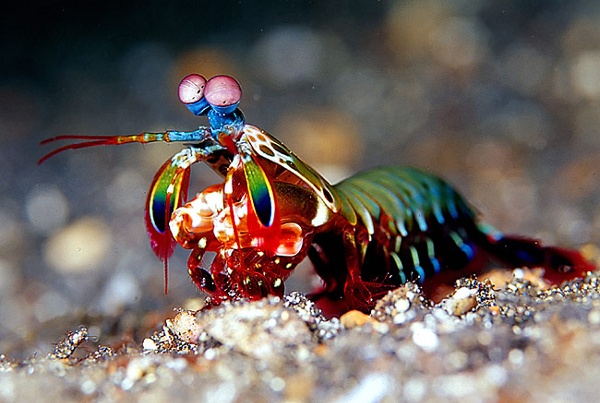 Cute shrimp