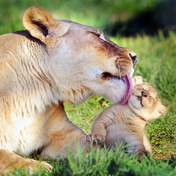 Baby lion + mom
