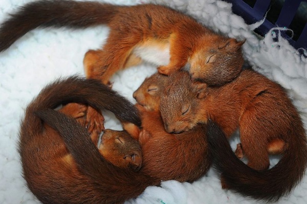 Squirrel babies