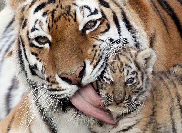 Tiger kisses
