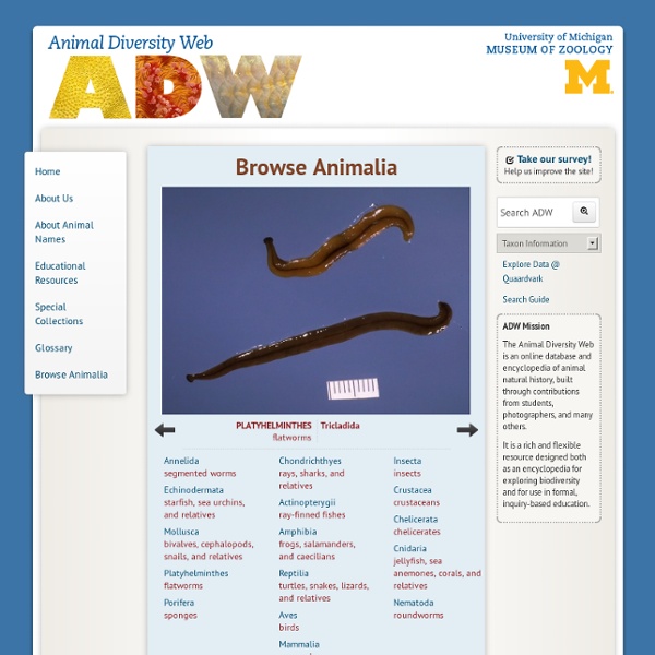 Animal Diversity Web | Pearltrees
