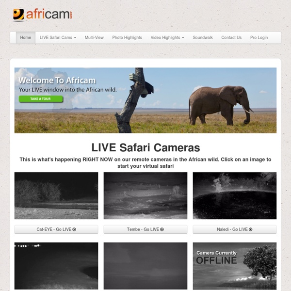 A LIVE 24x7 Interactive African Wildlife Safari