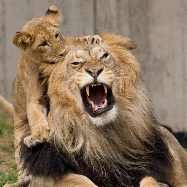 African-lions.jpg (837×944)