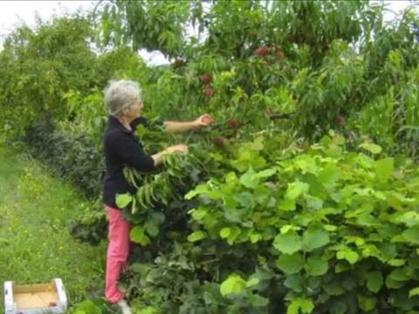 Vers un verger agroforestier ? - Evelyne Leterme, conservatoire végétal d'Aquitaine