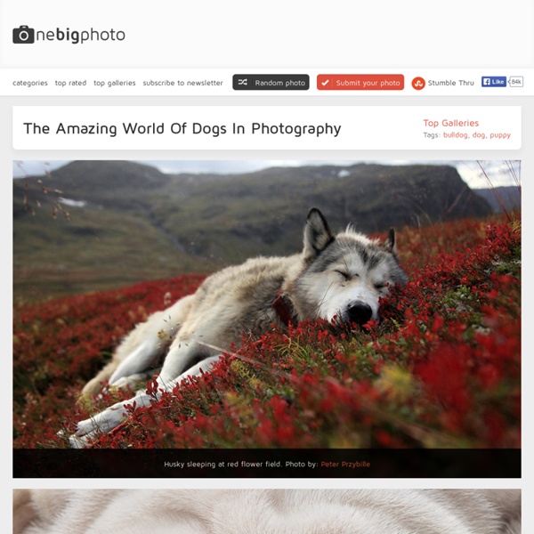 The Amazing World Of Dogs In Photography