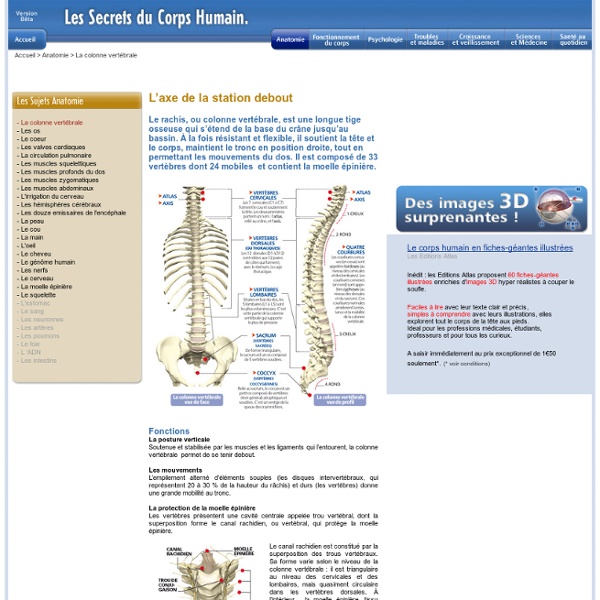 Le Corps Humain Anatomie de la colonne vertebrale
