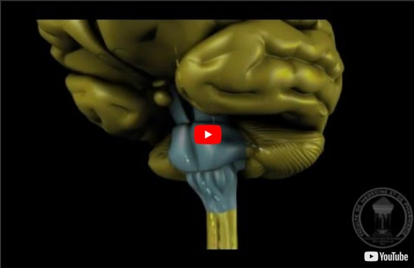 Anatomie du système nerveux : Tronc cérébral.