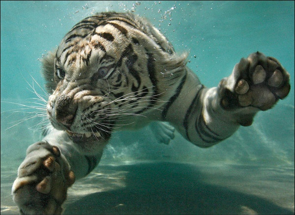Angry-tiger.jpg (JPEG Image, 665x485 pixels)