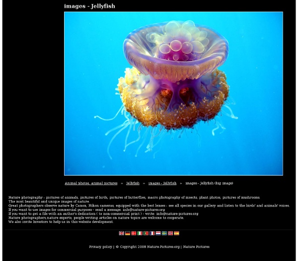 Images - Jellyfish