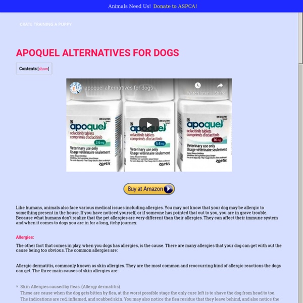 Apoquel alternatives for dogs to stop itching!