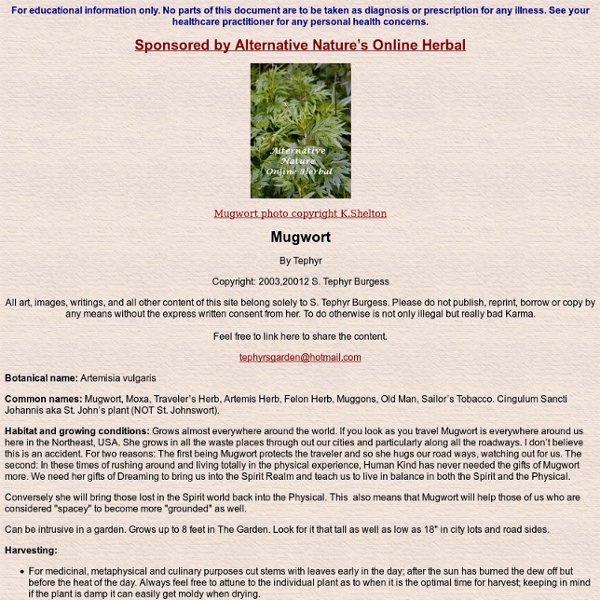 Mugwort, Artemisia vulgaris, Dreaming,
