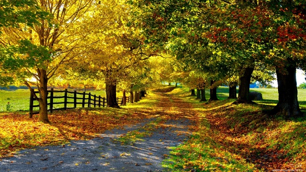 Autumn-wallpaper-1366x768-018.jpg (JPEG Image, 1366x768 pixels) - Scaled (73%)