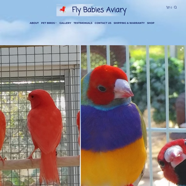 Fly Babies Aviary – NURTURING OUR BIRDS TO BECOME YOURS.