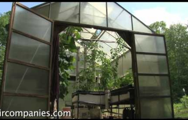 Backyard aquaponics: DIY system to farm fish with vegetables