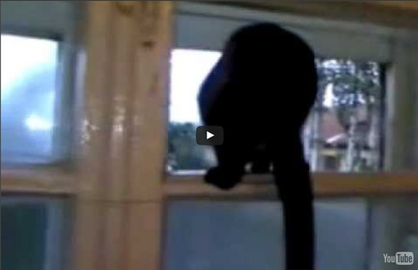 Cat gets caught barking and resumes meowing