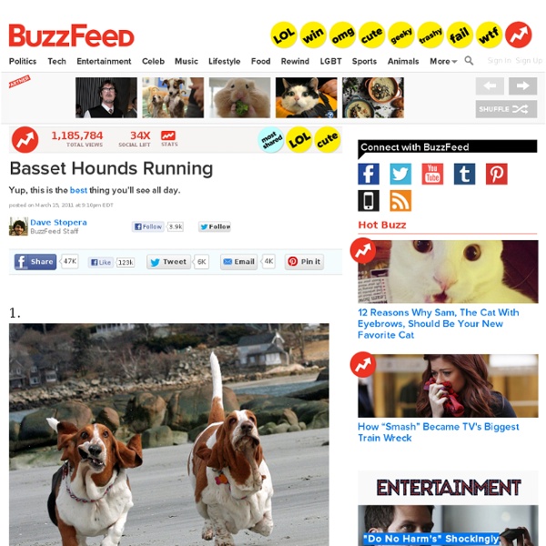 Basset Hounds Running - Featured on BuzzFeed