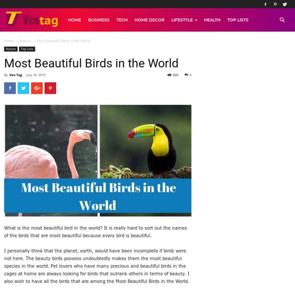 Most Beautiful Birds in the World (with Images) - Veo Tag