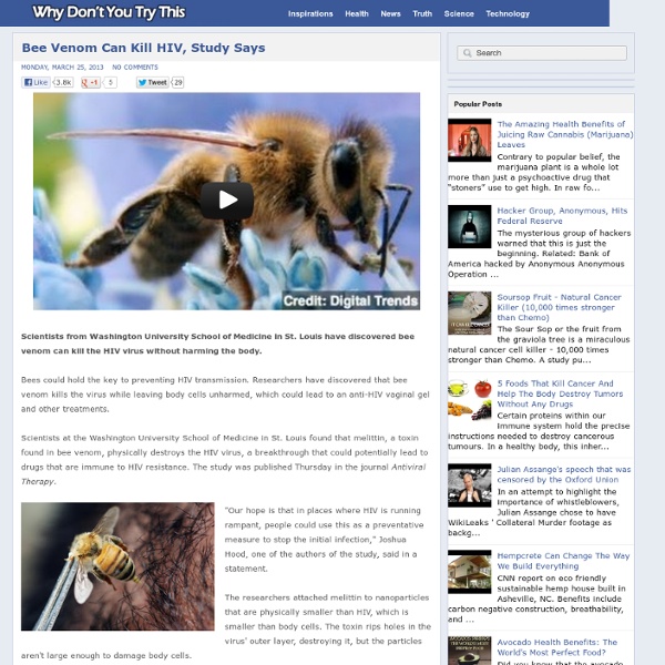 Bee Venom Can Kill HIV, Study Says