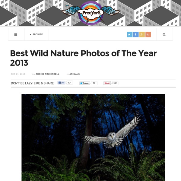 Best Wild Nature Photos of The Year 2013