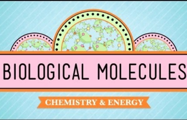 Biological Molecules - You Are What You Eat: Biology #3