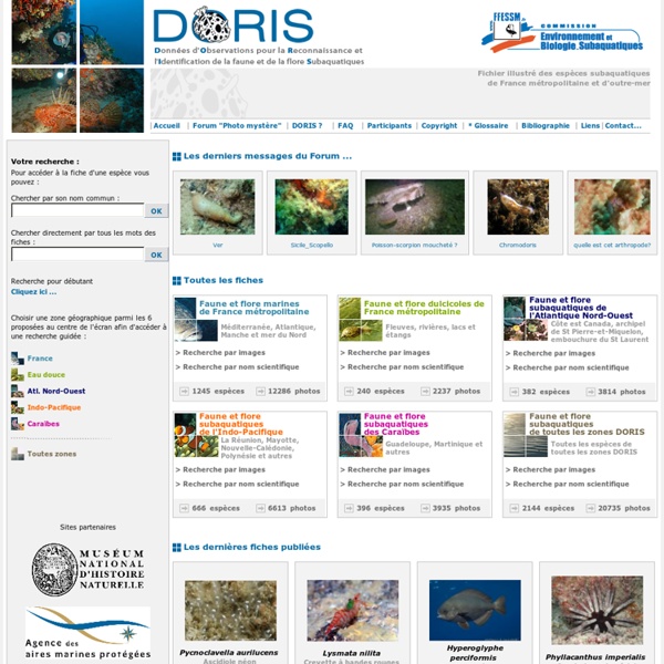 DORIS - FFESSM - Biologie et plongée - Faune et flore sous-marines et dulcicoles