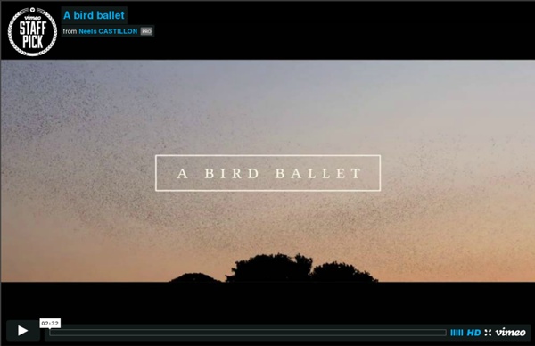 A bird ballet