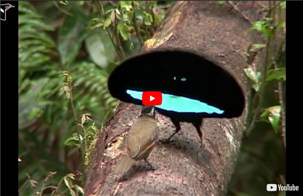 Birds-of-Paradise Project