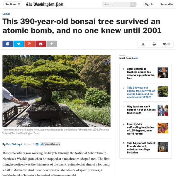 This 390-year-old bonsai tree survived an atomic bomb, and no one knew until 2001