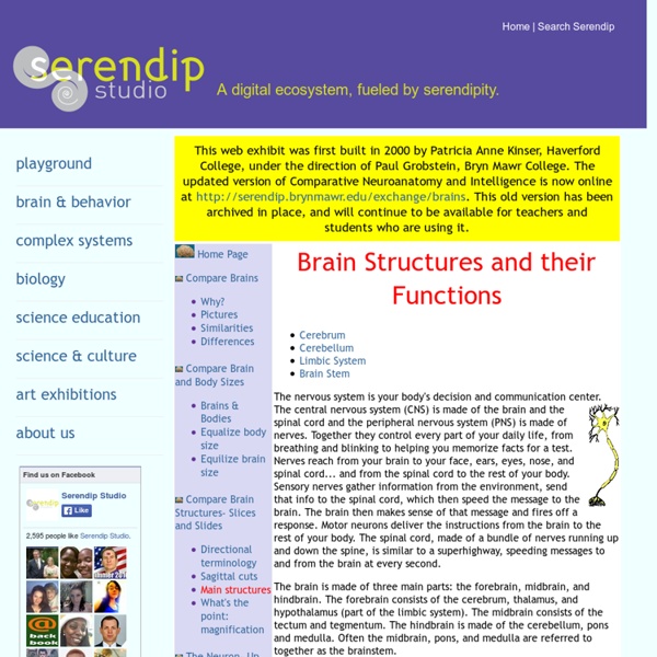 Brain Structures and Their Functions