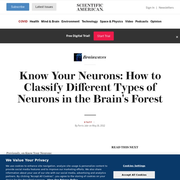 Know Your Neurons: How to Classify Different Types of Neurons in the Brain’s Forest
