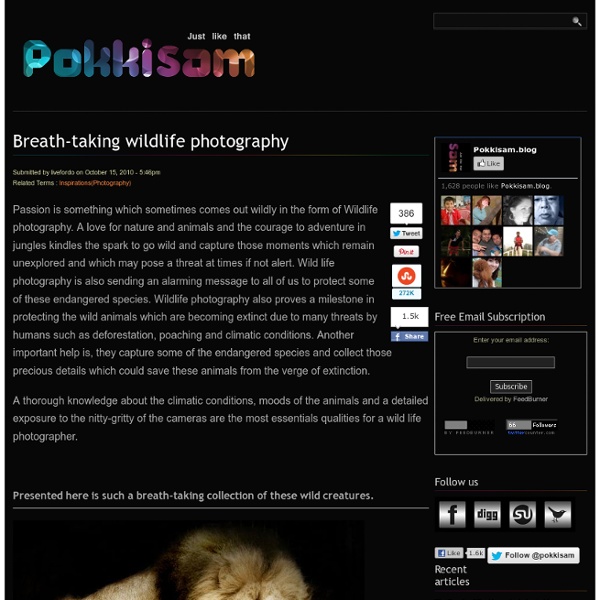 Breath-taking wildlife photography