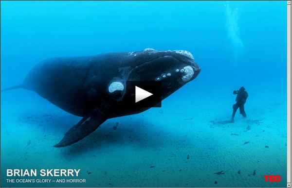 Brian Skerry reveals ocean's glory