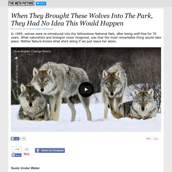 When They Brought These Wolves Into The Park, They Had No Idea This Would Happen