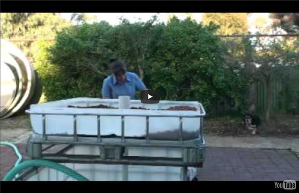 Building an ibc aquaponic system